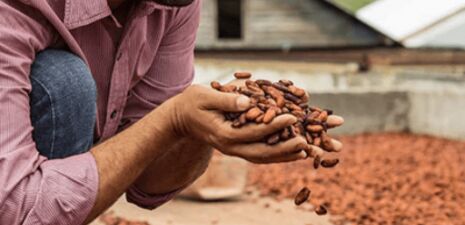 





 BUSINESS DEVELOPPER dans le cacao en Alternance  


